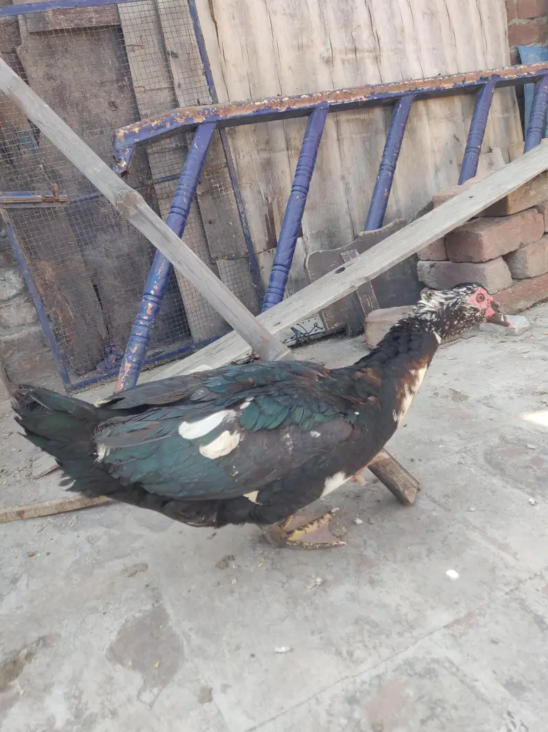 Moscovi Male Ducks — photo 3