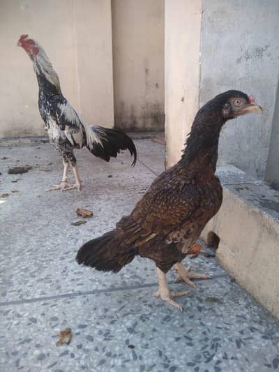 aseel pair 03015594460
