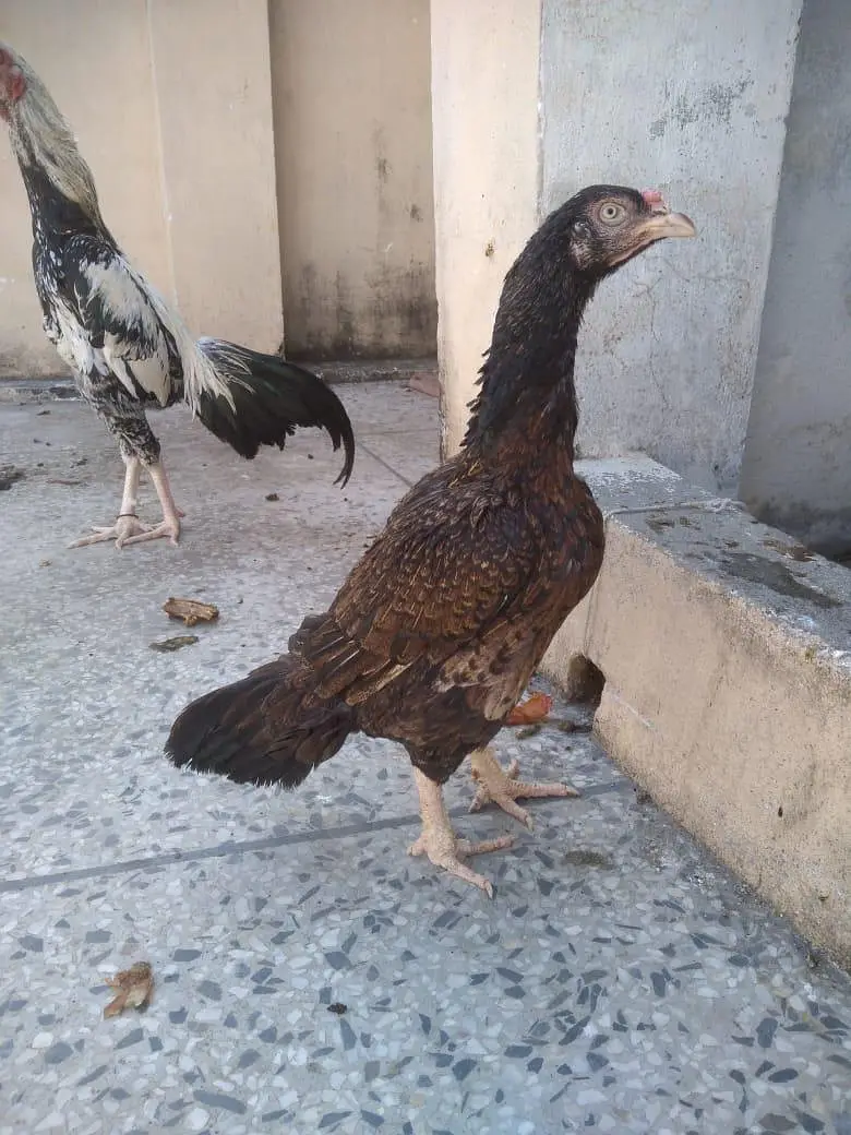 aseel pair 03015594460 — photo 2