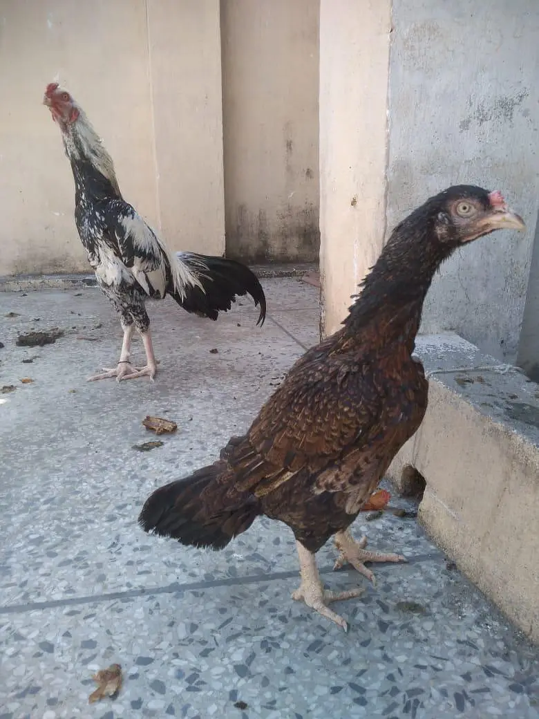 aseel pair 03015594460 — photo 3