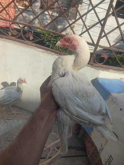Aseel Heera (high quality)