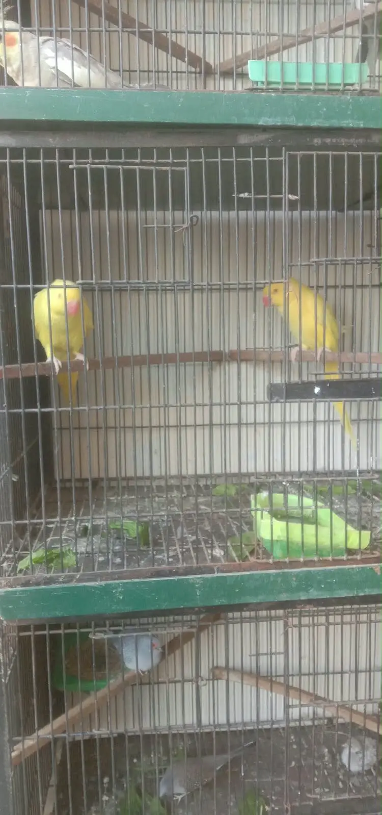 Red Eyes pair available for sale — photo 5