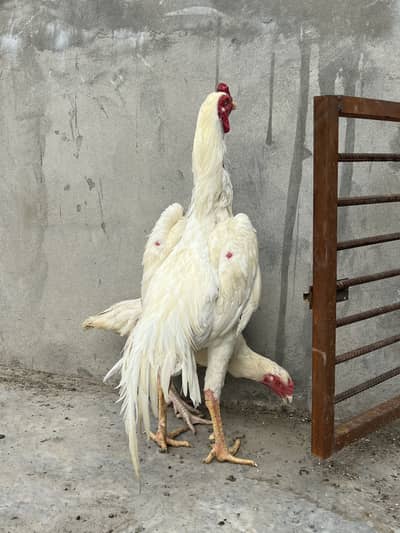 All the birds are Available for sale