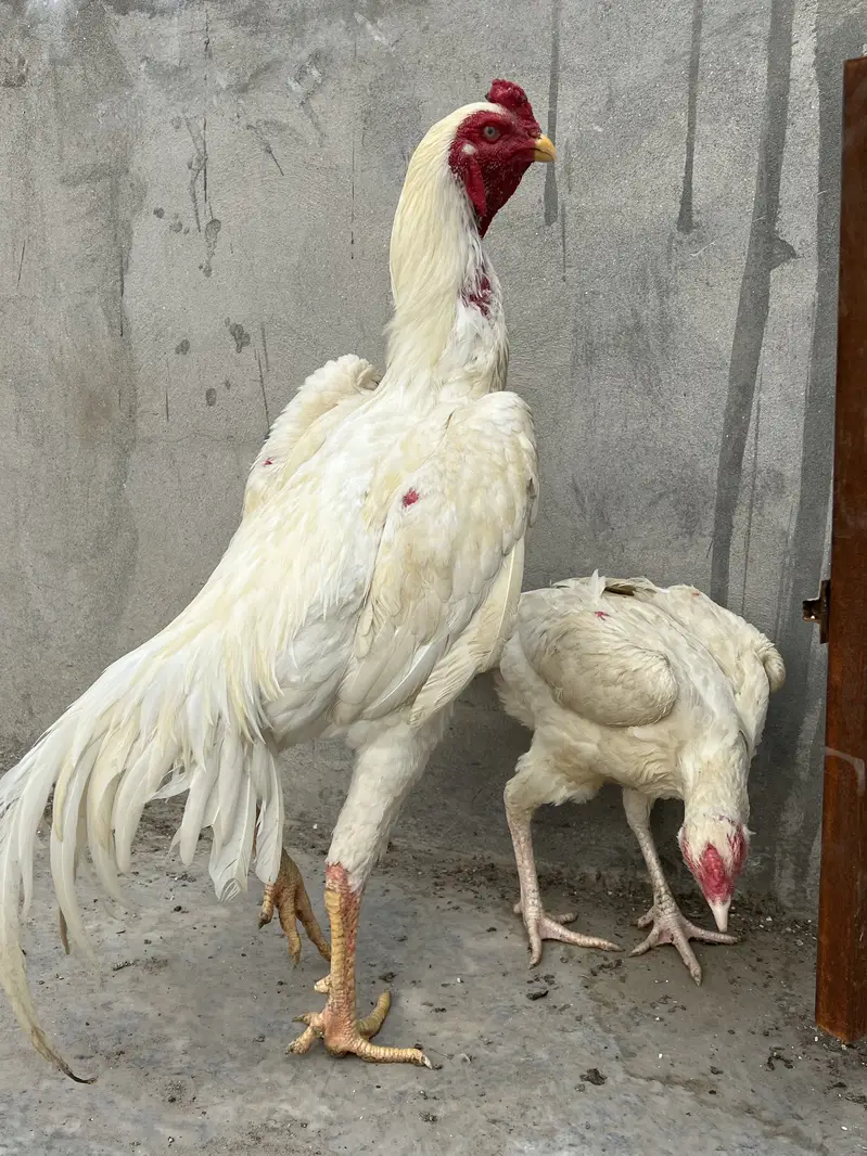 All the birds are Available for sale — photo 2