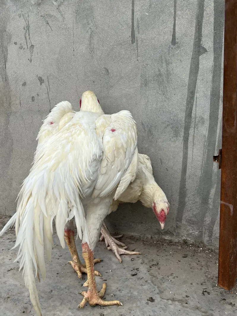 All the birds are Available for sale — photo 4