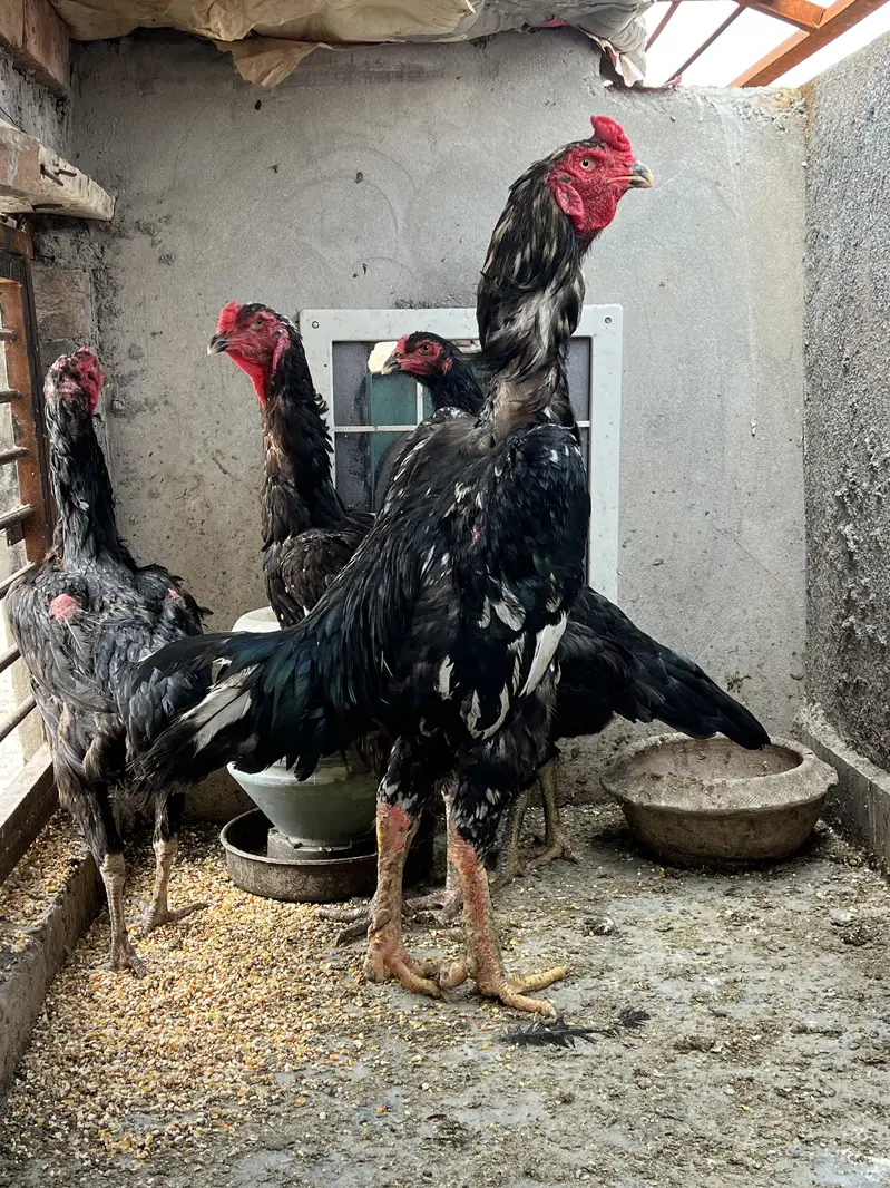 All the birds are Available for sale — photo 6