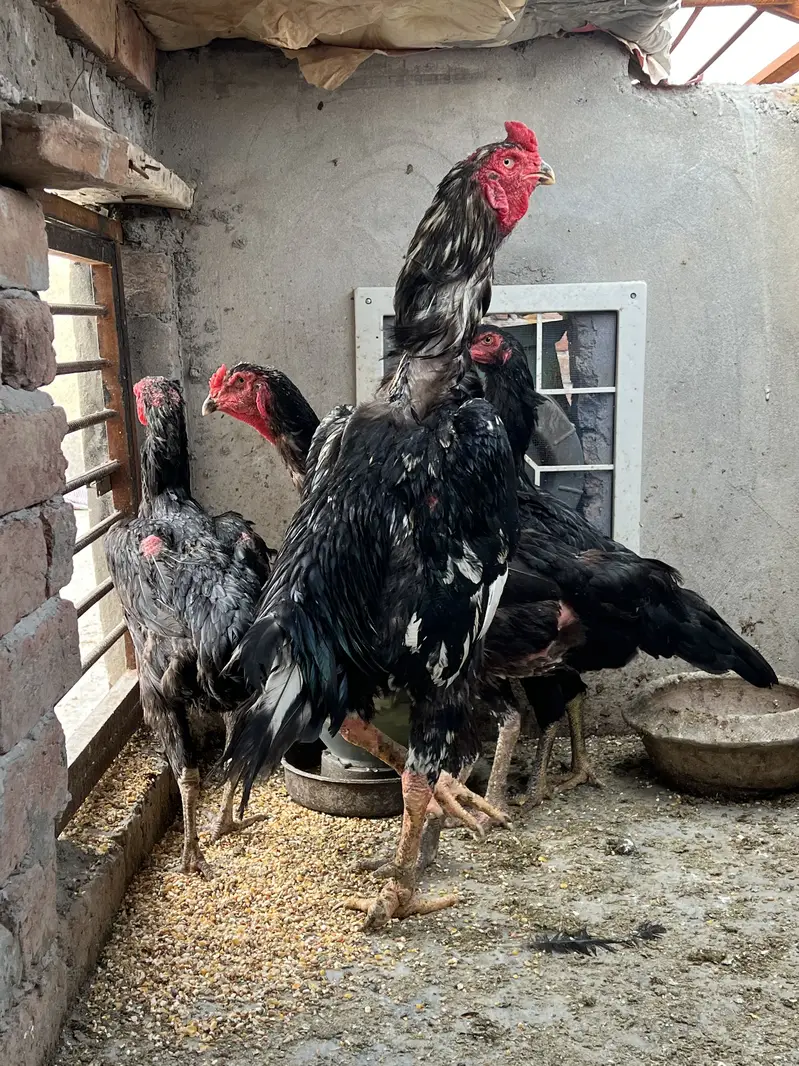 All the birds are Available for sale — photo 7