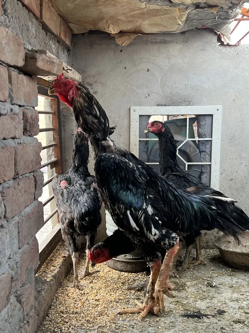 All the birds are Available for sale — photo 8