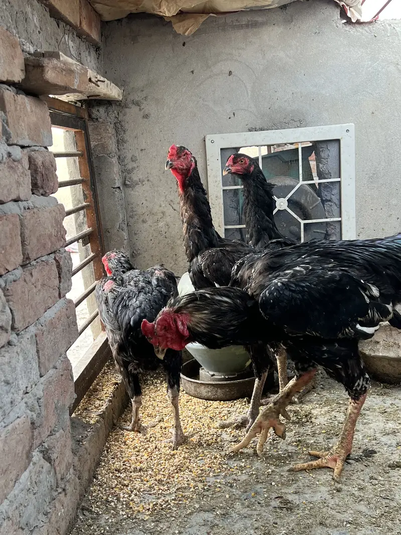 All the birds are Available for sale — photo 9