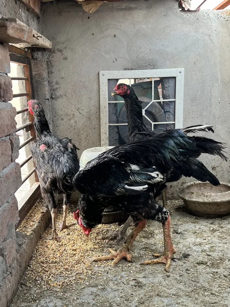 All the birds are Available for sale — photo 10