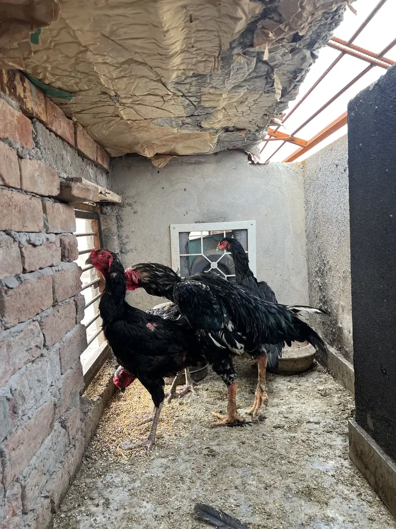 All the birds are Available for sale — photo 11