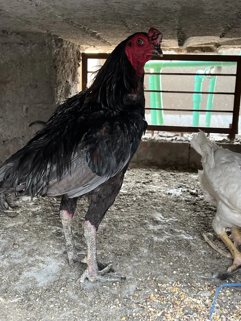 All the birds are Available for sale — photo 12