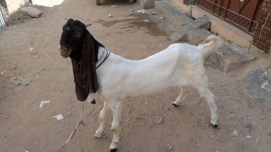 pateri bacha
