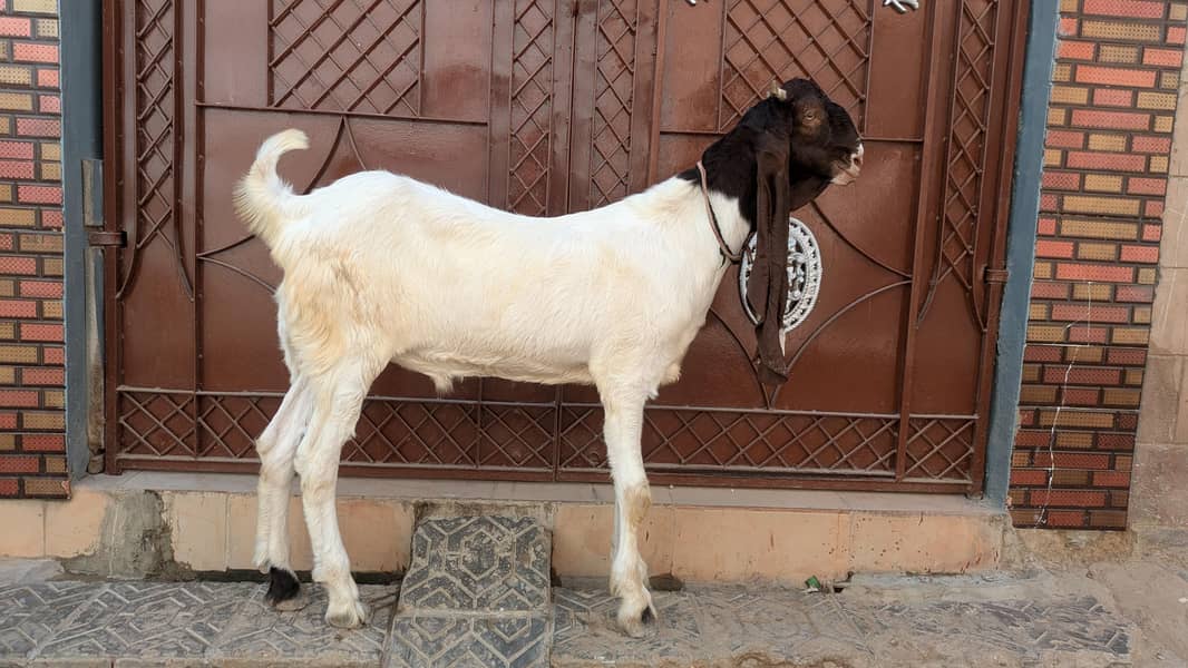 pateri bacha 1