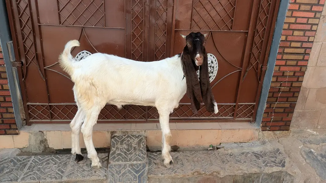 pateri bacha — photo 3