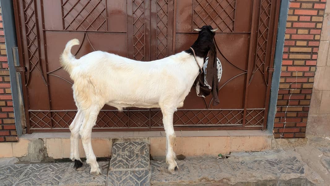 pateri bacha 3