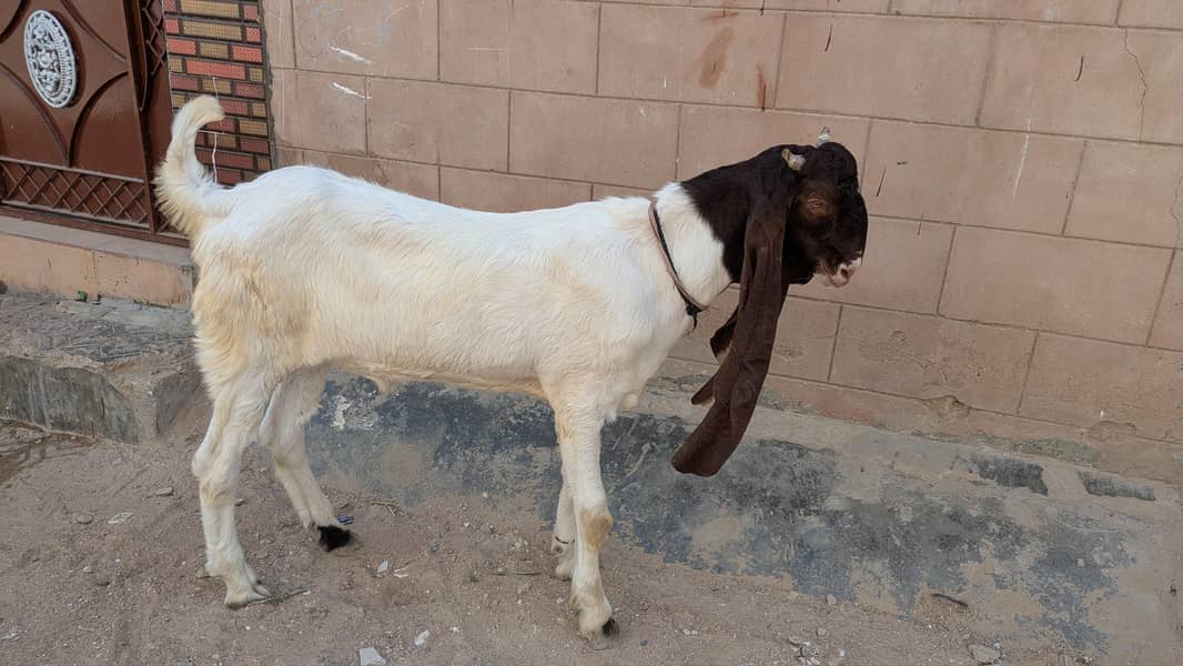 pateri bacha 4