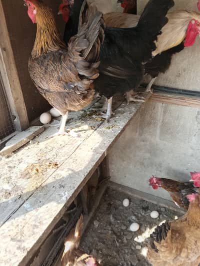 Golden Desi mesri hen egg long granti