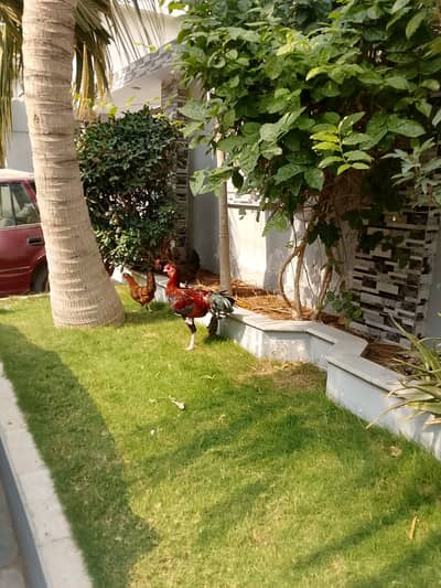 Beautiful Healthy Desi Rooster (Murgha) for Sale – Karachi