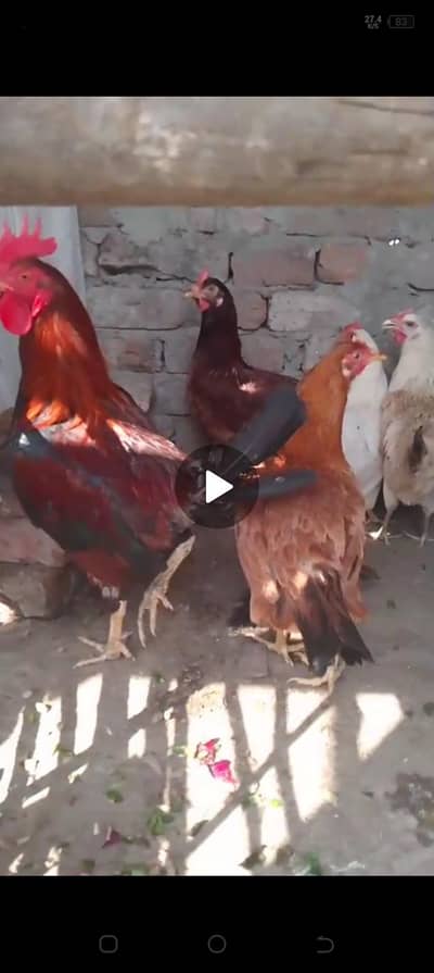 Desi murgian eggs wali