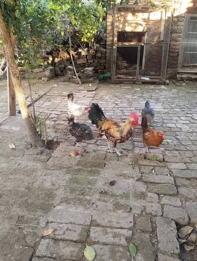 daise hen for sale