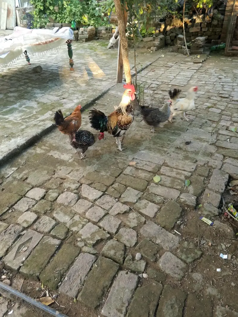 daise hen for sale — photo 2