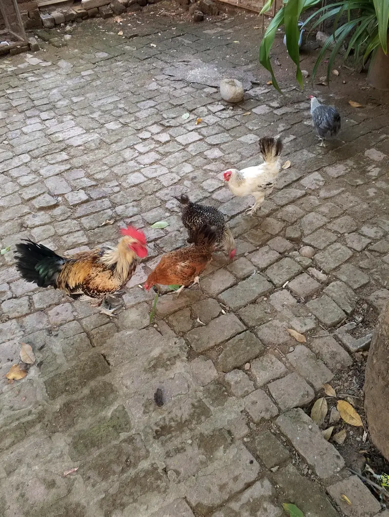daise hen for sale — photo 3
