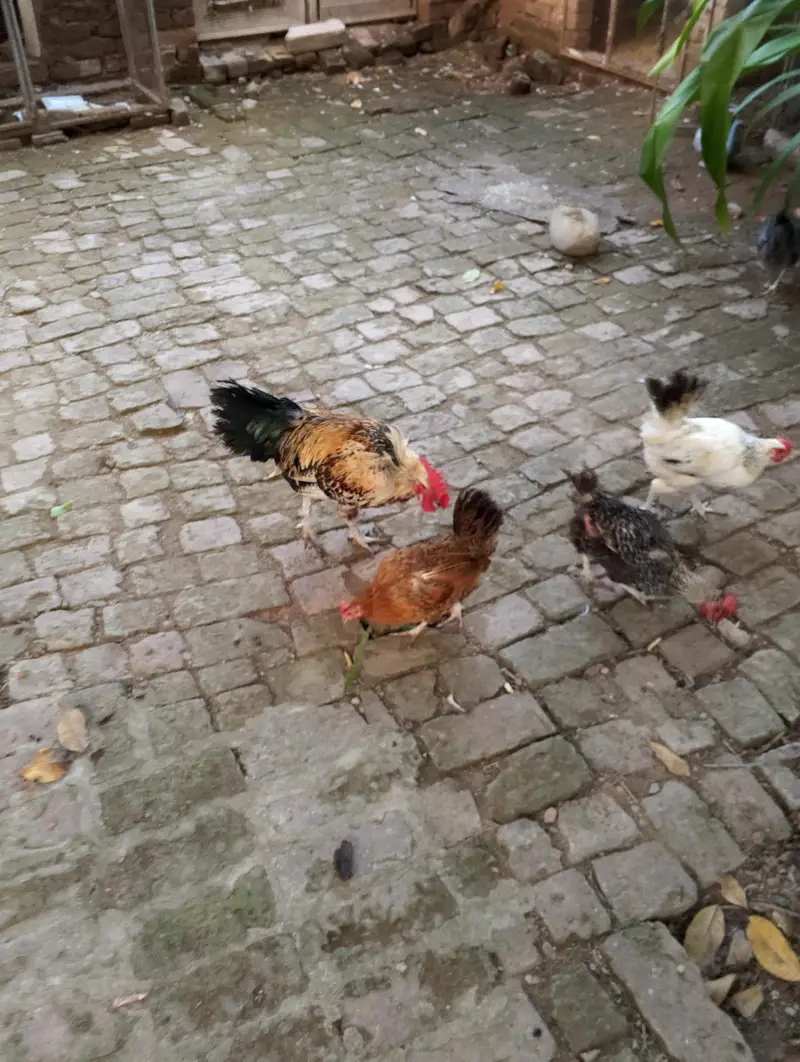 daise hen for sale — photo 4