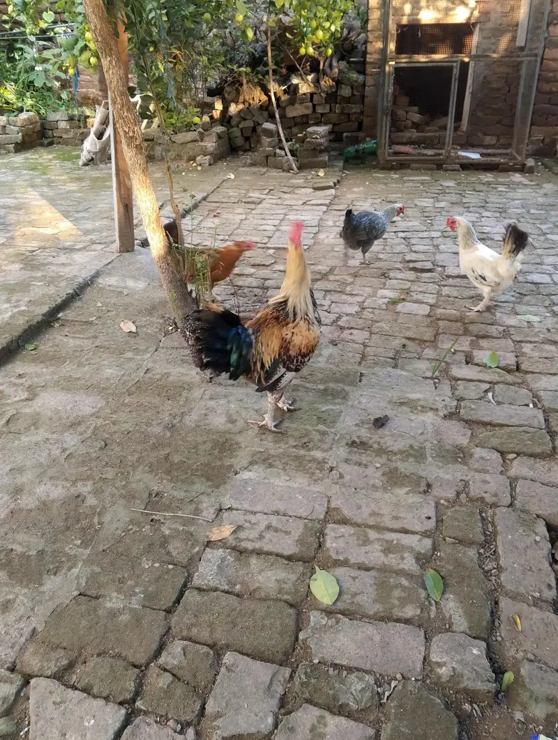 daise hen for sale — photo 5