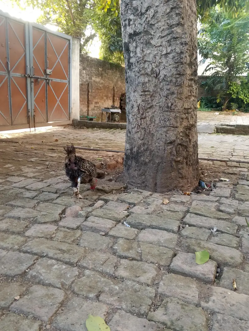 daise hen for sale — photo 6