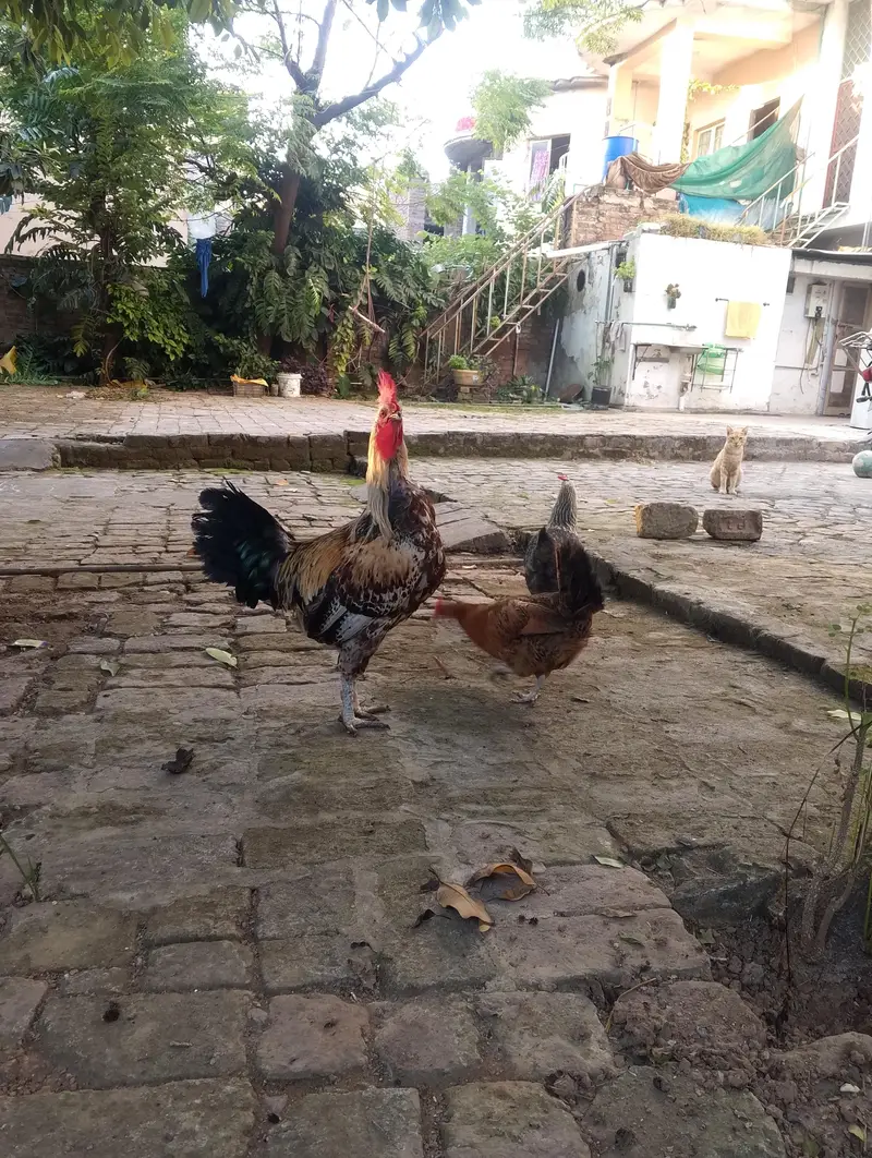 daise hen for sale — photo 7