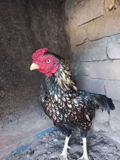 Aseel murgha for sale
