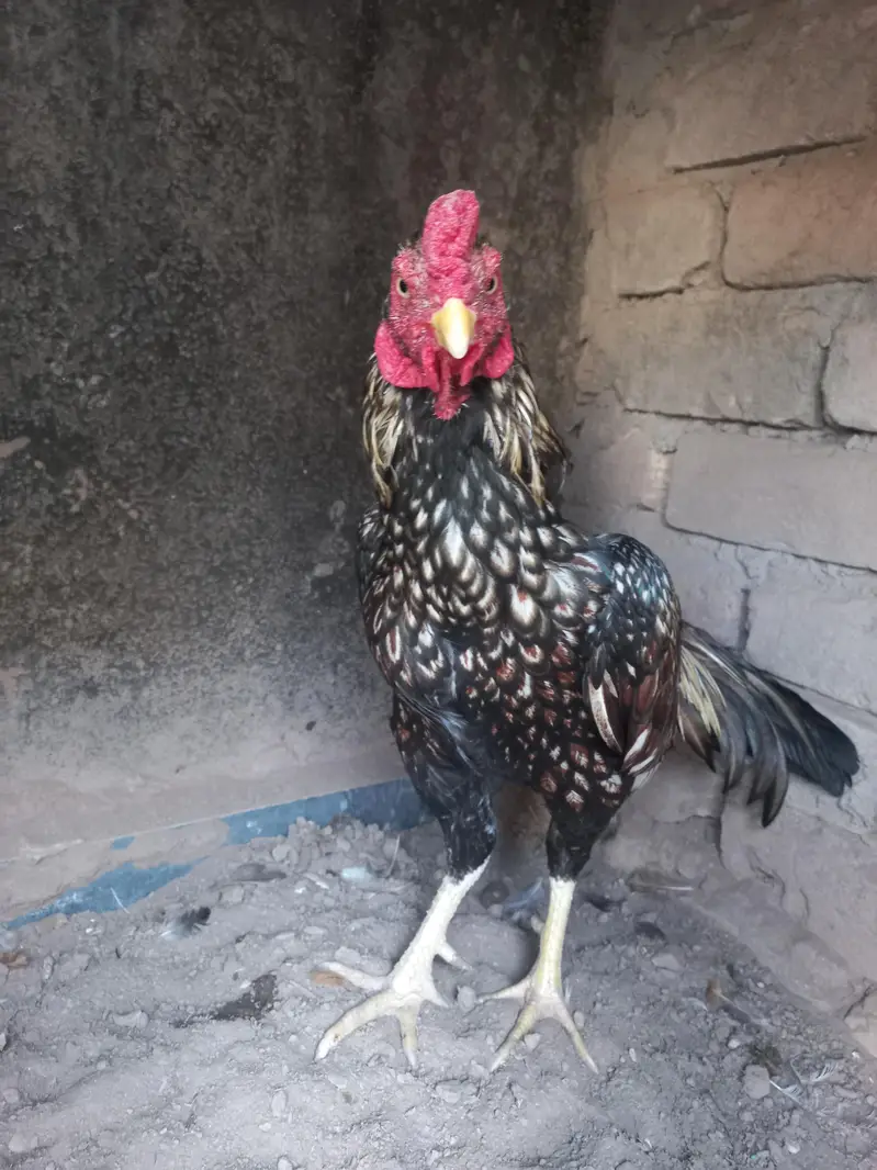 Aseel murgha for sale — photo 2