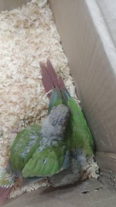 Pineapple Conure