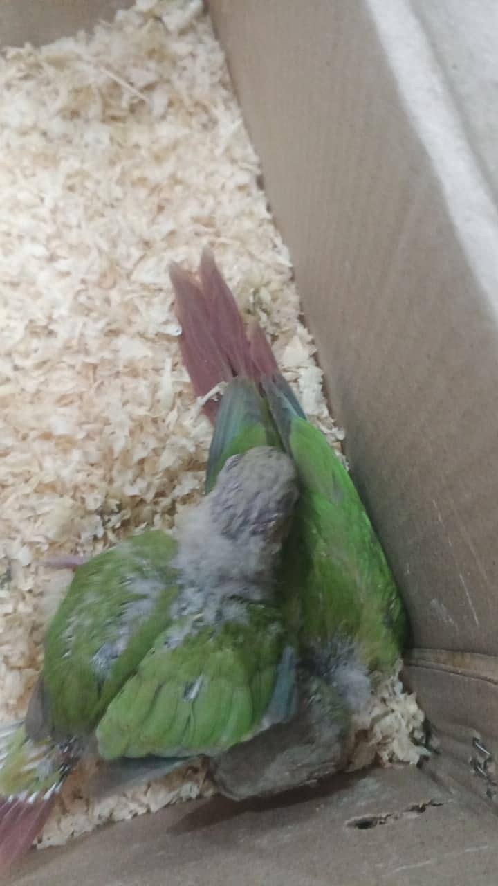 Pineapple Conure 0