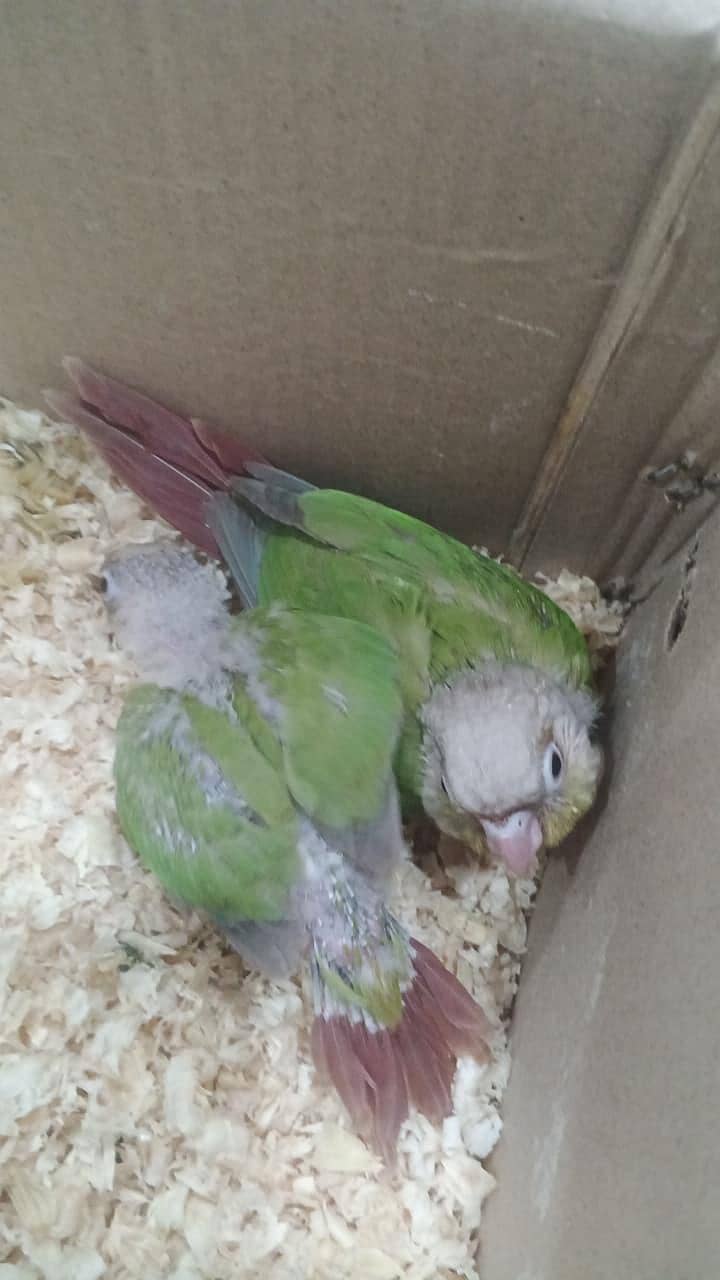Pineapple Conure 1