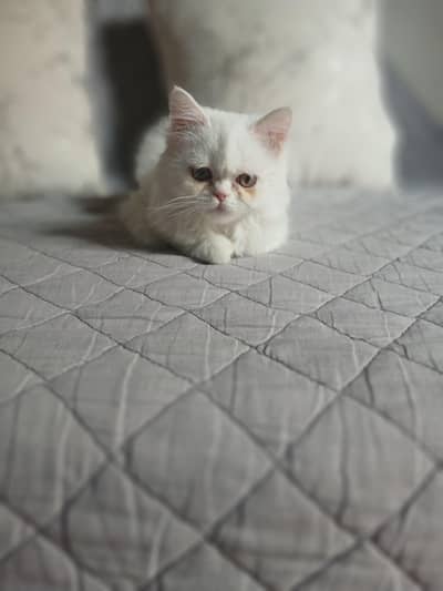 White Persian kitten near to piki. . . . piki blood line triple coated