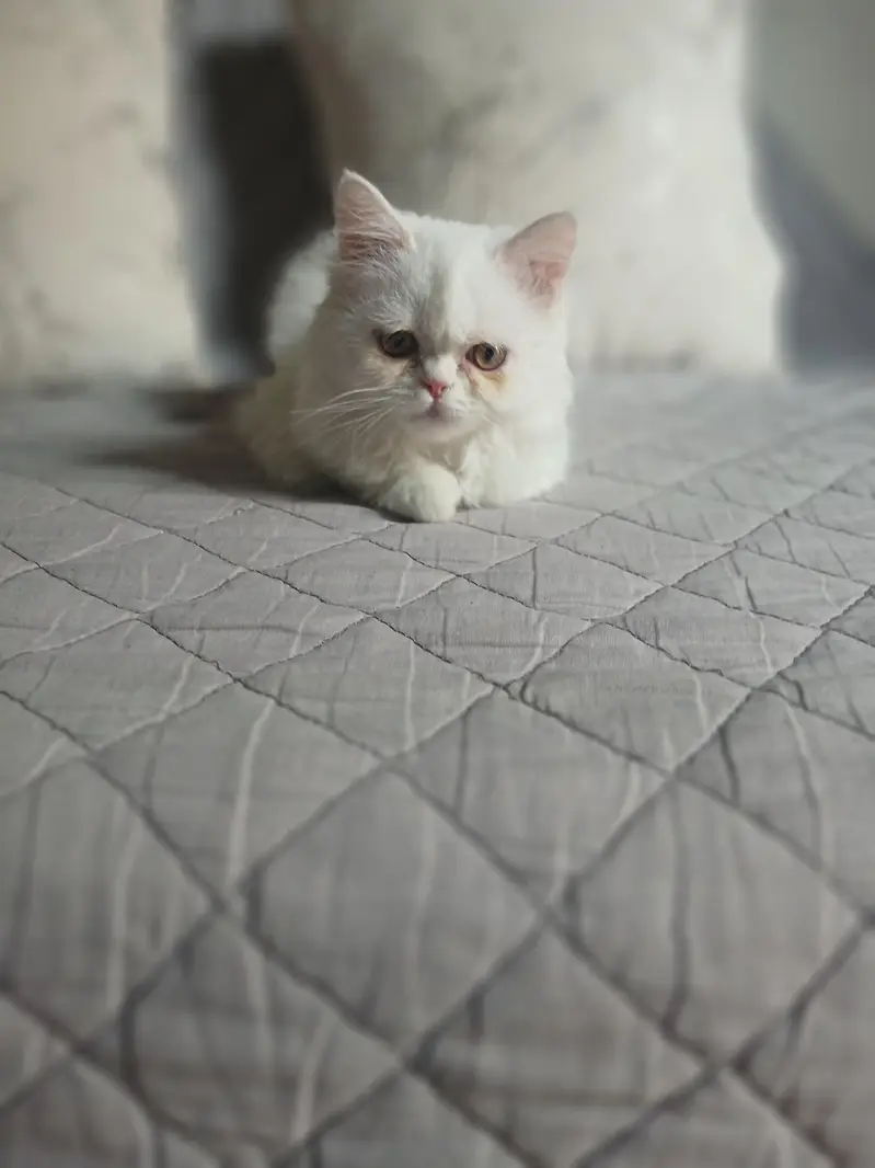 White Persian kitten near to piki. . . . piki blood line triple coated