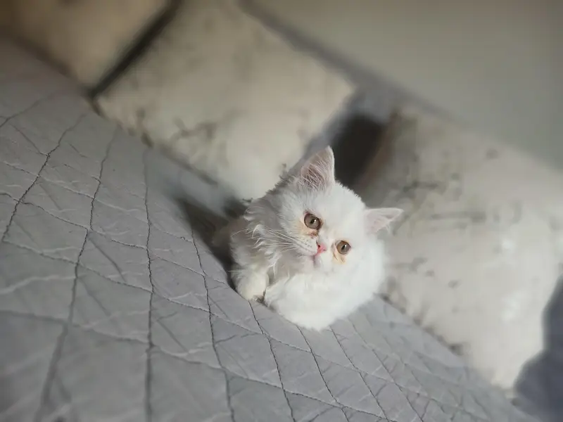 White Persian kitten near to piki. . . . piki blood line triple coated — photo 2