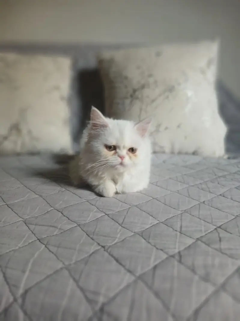 White Persian kitten near to piki. . . . piki blood line triple coated — photo 3