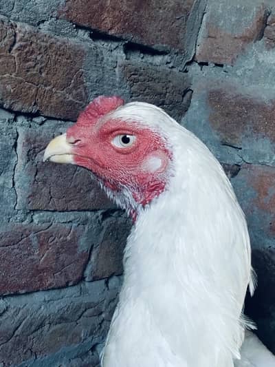 white shmo