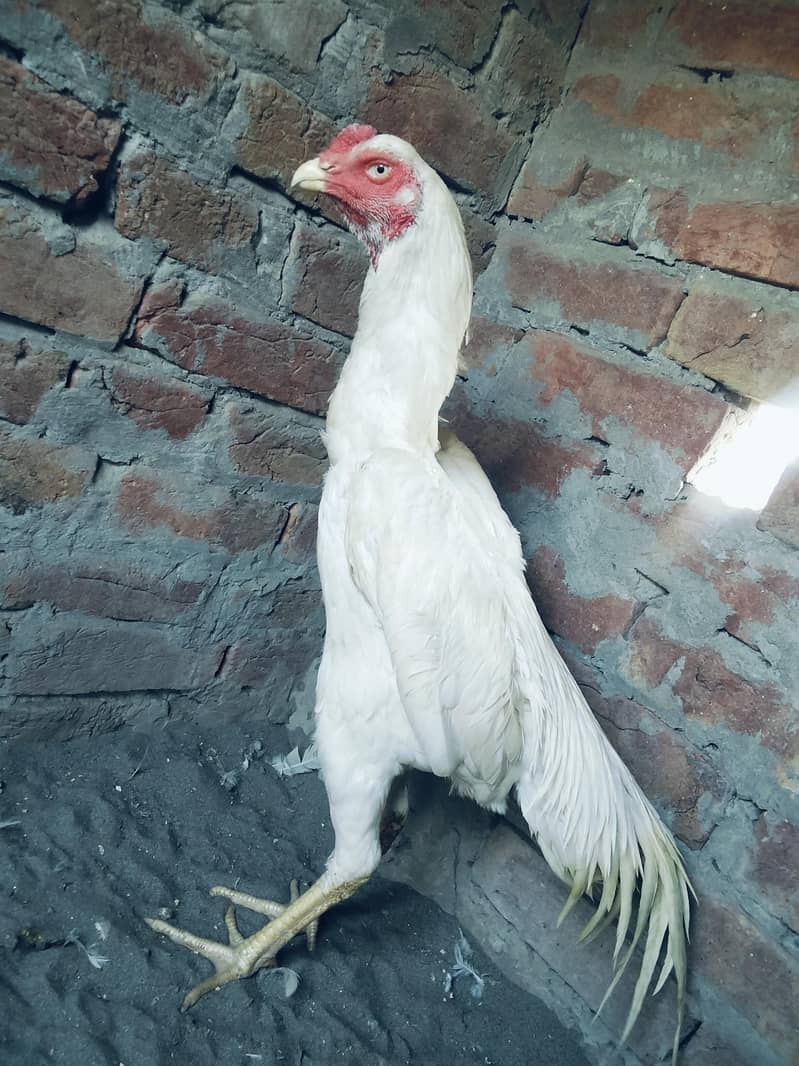 white shmo 1