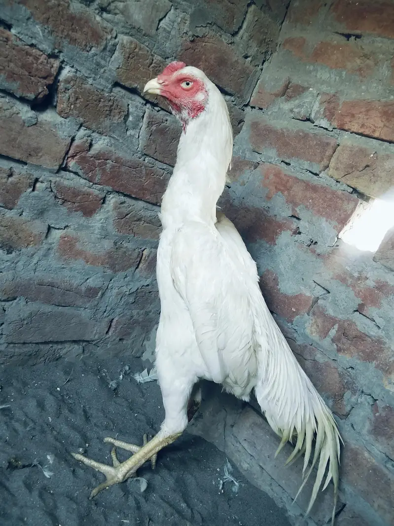 white shmo — photo 2