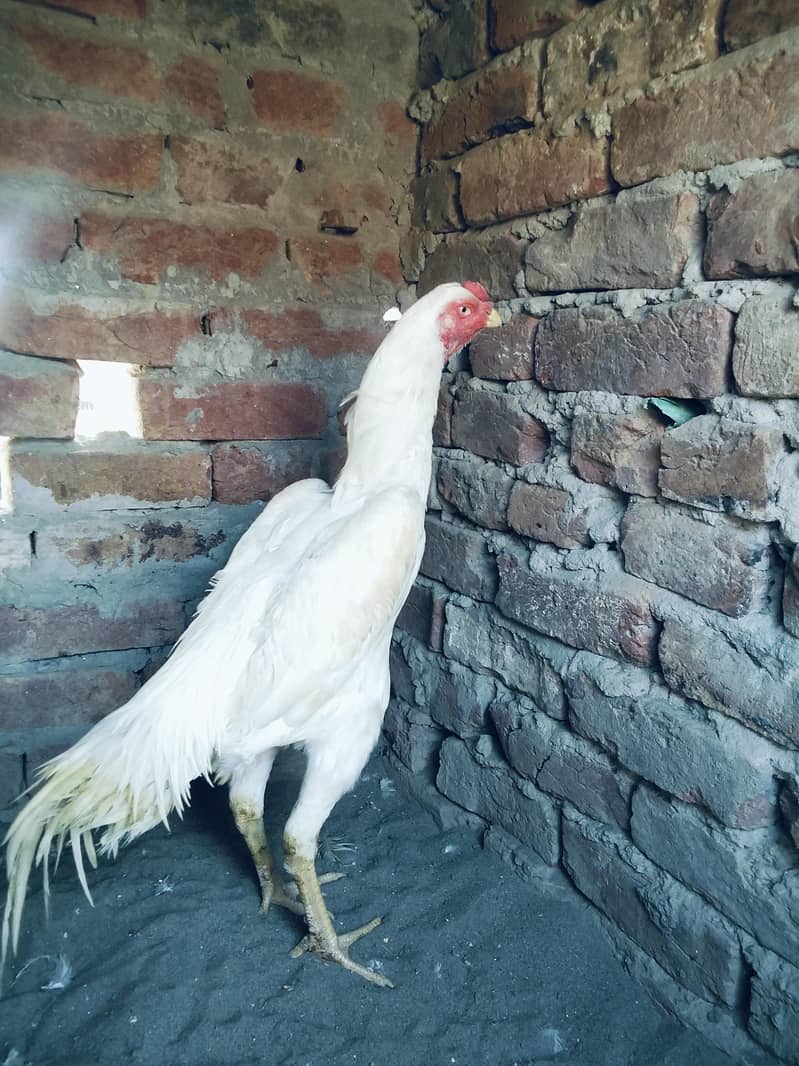 white shmo 2