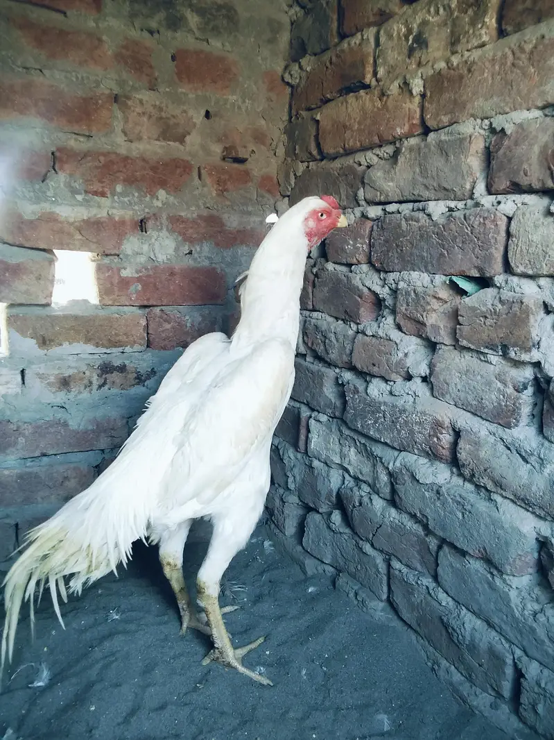 white shmo — photo 3