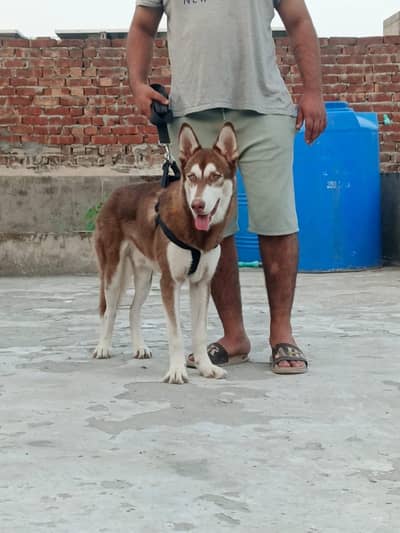husky bread double eyes long Hite