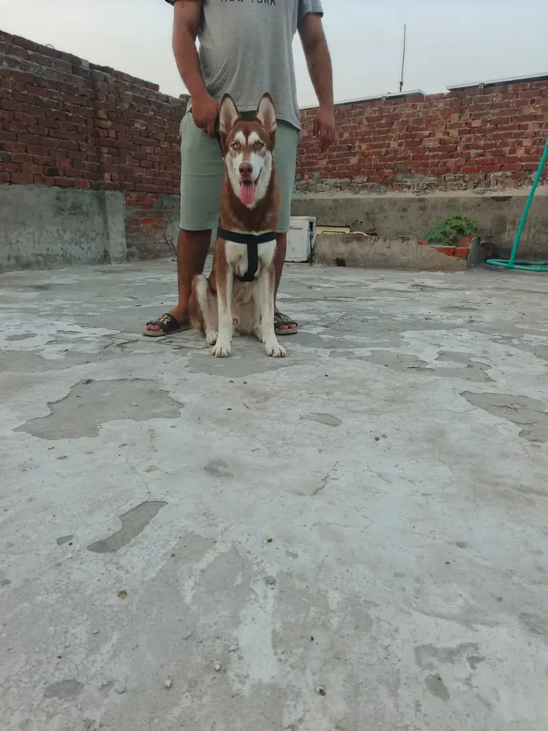 husky bread double eyes long Hite — photo 2