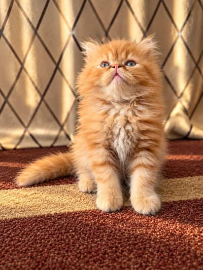Beautiful & Playful picky face 2 Month Female Kitten for sell
