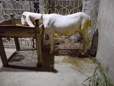 LARKANA NASLI DUMBA JORI