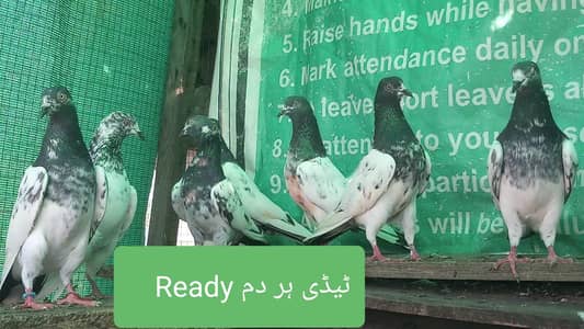 اے پلس کبوتر ہر لحاظ سے بہترین